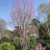 Toona sinensis Flamingo - Цедрела Китайская - Toona sinensis Flamingo   ;  Cedrela sinensis