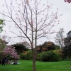 Toona sinensis Flamingo - Цедрела Китайская - Toona sinensis Flamingo   ;  Cedrela sinensis
