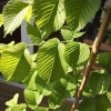 Ulmus glabra 'Lutescens' - Golden Wych Elm - Ulmus glabra 'Lutescens'