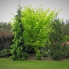 Ulmus glabra 'Lutescens' - Golden Wych Elm - Ulmus glabra 'Lutescens'