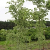 Ulmus minor 'Argenteovariegata' - wiąz pospolity - Ulmus minor 'Argenteovariegata' ; Ulmus campestris ; Ulmus carpinifolia ; Ulmus foliacea ;