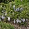 Wisteria sinensis -Глициния китайская - Wisteria sinensis