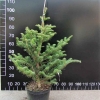 Abies cephalonica - Пихта греческая - Abies cephalonica