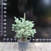 Abies lasiocarpa 'Compacta' - Пихта горная ; Пихтапихта субальпийская - Abies lasiocarpa 'Compacta' ; Abies arizonica 'Compacta'