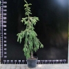 Picea abies 'Inversa' - Eль обыкновенная - Picea abies 'Inversa'