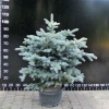Picea pungens 'Glauca Compacta' - Blue Spruce - Picea pungens 'Glauca Compacta'