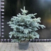 Picea pungens 'Glauca Compacta' - Eль колючая - Picea pungens 'Glauca Compacta'