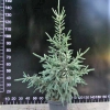 Picea likiangensis var. balfouriana - Eль лицзянская - Picea likiangensis var. balfouriana