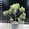 Pinus mugo 'Frühlingsgold' - сосна горная - Pinus mugo 'Frühlingsgold'