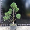 Pinus mugo var. pumilio - kosodrzewina - Pinus mugo var. pumilio