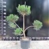 Pinus tabuliformis - Chinese Red Pine - Pinus tabuliformis