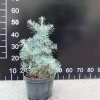 Abies concolor 'Compacta' - Пихта одноцветная - Abies concolor 'Compacta'