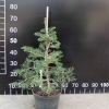 Abies concolor var. lowiana - Пихта одноцветная - Abies concolor var. lowiana