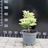 Abies koreana 'Luminetta' - Пихта корейская - Abies koreana 'Luminetta'