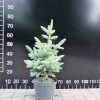 Abies lasiocarpa 'Compacta' - jodła górska - Abies lasiocarpa 'Compacta' ; Abies arizonica 'Compacta'