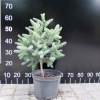 Abies pinsapo 'Glauca' - Spanische Tanne - Abies pinsapo 'Glauca'