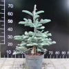 Abies procera 'Glauca' - Blue Noble Fir - Abies procera 'Glauca'