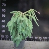 Picea abies 'Acrocona' - Ель обыкновенная - Picea abies 'Acrocona'