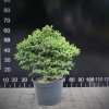Picea abies 'Hystrix' - Norway spruce - Picea abies 'Hystrix'