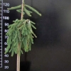 Picea abies 'Inversa' - Eль обыкновенная - Picea abies 'Inversa'