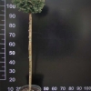 Picea abies 'Pygmaea' - Ель обыкновенная - Picea abies 'Pygmaea'