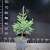 Picea abies 'Will's Zwerg' - Norway spruce - Picea abies 'Will's Zwerg'