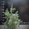 Picea breweriana - Ель Бревера - Picea breweriana