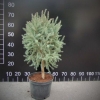 Picea mariana 'Jana' - świerk czarny - Picea mariana 'Jana'
