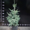 Picea likiangensis var. balfouriana - Likiang spruce - Picea likiangensis var. balfouriana