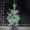 Picea likiangensis var. balfouriana - Eль лицзянская - Picea likiangensis var. balfouriana