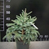 Picea xmariorika Machala' - Ель мариорика Maчала' - Picea x mariorika 'Machala'  - Picea ×lutzii  'Machala'