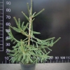 Picea obovata - świerk syberyjski - Picea obovata