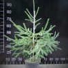 Picea obovata - świerk syberyjski - Picea obovata