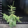 Picea omorika 'Aurea' - świerk serbski - Picea omorika 'Aurea'