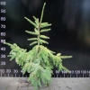 Picea omorika 'Aurea' - Goldfichte  ; Omorika-Fichte - Picea omorika 'Aurea'