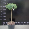 Picea omorika 'Nana' - Dwarf Serbian Spruce - Picea omorika 'Nana'