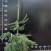 Picea omorika 'Pendula' - Serbian Spruce - Picea omorika 'Pendula'