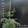 Picea omorika 'Pendula' - świerk serbski - Picea omorika 'Pendula'
