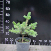 Picea polita - świek szydlasty - Picea polita