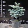 Picea pungens 'Białobok' - Eль колючая - Picea pungens 'Białobok'