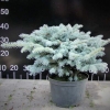 Picea pungens 'Glauca Compacta' - Eль колючая - Picea pungens 'Glauca Compacta'