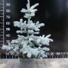 Picea pungens 'Hoopsii' - świerk kłujący - Picea pungens 'Hoopsii'