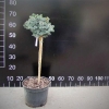Picea sitchensis 'Tenas' - Ель ситхинская - Picea sitchensis 'Tenas'