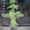 Pinus cembra var. sibirica - sosna limba - Pinus cembra var. sibirica ; Pinus  sibirica
