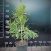 Pinus densiflora 'Aurea' - sosna gęstokwiatowa - Pinus densiflora 'Aurea'