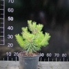 Pinus densiflora 'Jane Kluis' - Japanese pine ;  Japanese red pine - Pinus densiflora 'Jane Kluis'