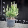 Pinus densiflora 'Jane Kluis' - сосна густоцветковая - Pinus densiflora 'Jane Kluis'