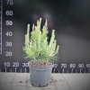 Pinus densiflora 'Jane Kluis' - сосна густоцветковая - Pinus densiflora 'Jane Kluis'
