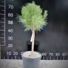 Pinus densiflora 'Umbraculifera' - Japanese pine ; Japanese red pine, - Pinus densiflora 'Umbraculifera'