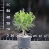 Pinus densiflora 'Umbraculifera' - Cосна густоцветковая - Pinus densiflora 'Umbraculifera'